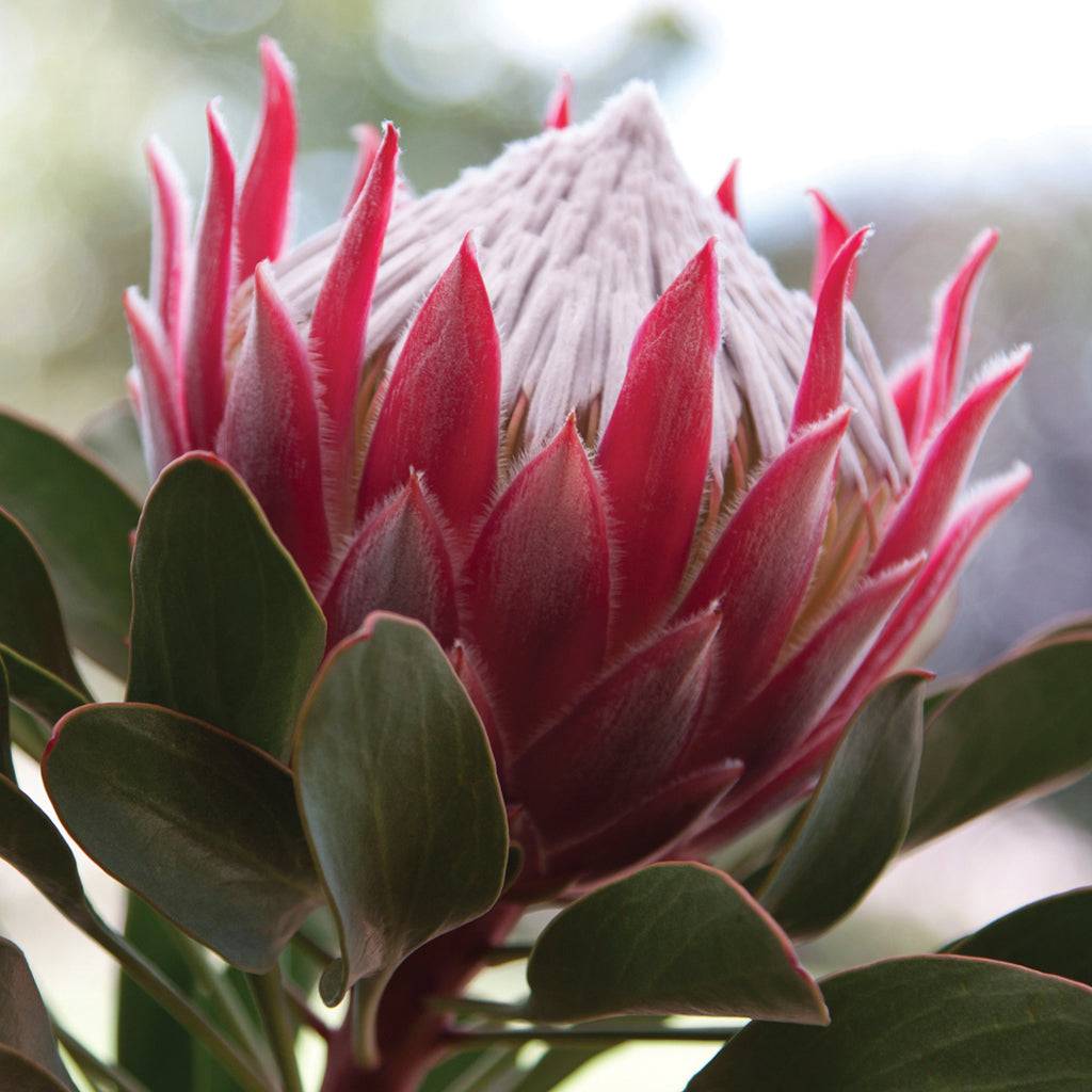 Protea Little Prince | Small King Protea Australia | Proteaflora