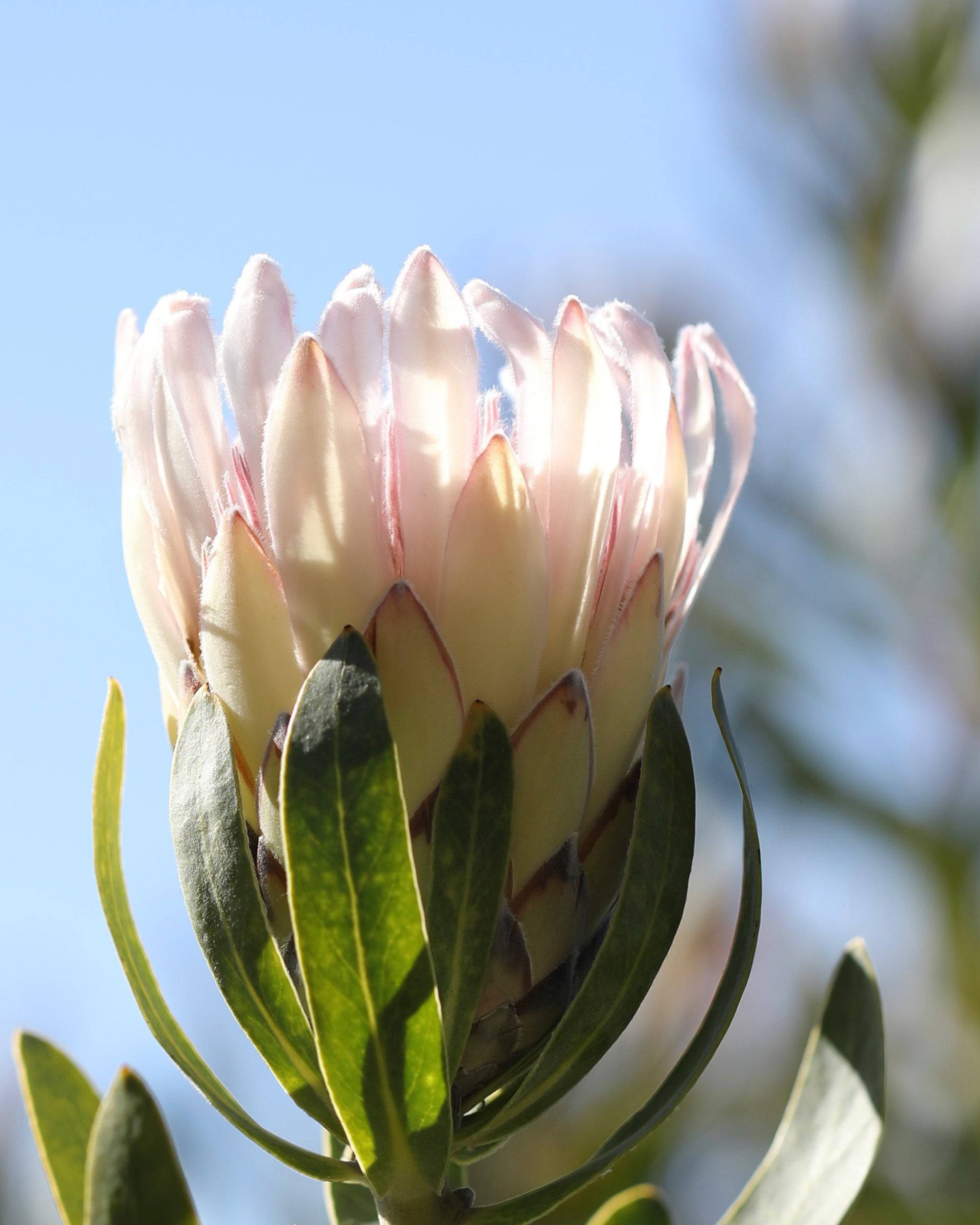 Protea Donna – Beautiful Creamy White Garden Plants - 100mm Pot