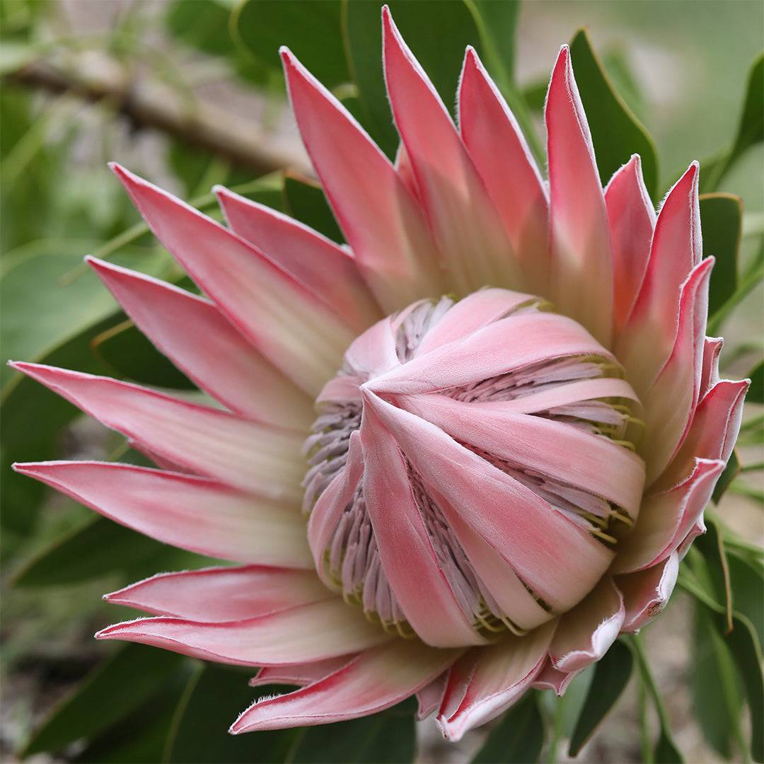 Protea King Pink - Iconic, Vibrant Pink Protea Cynaroides For Sale
