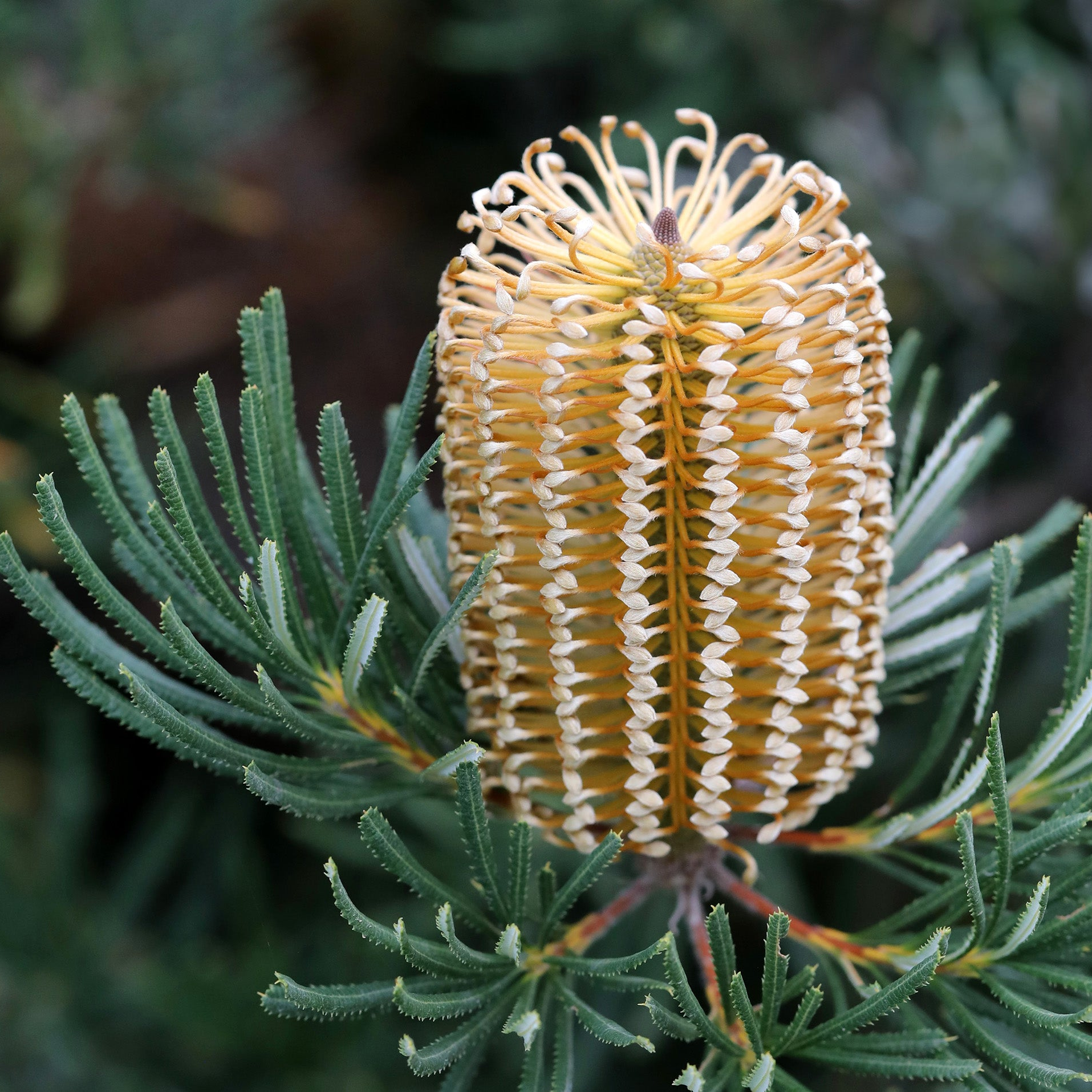 Banksia Plant Range