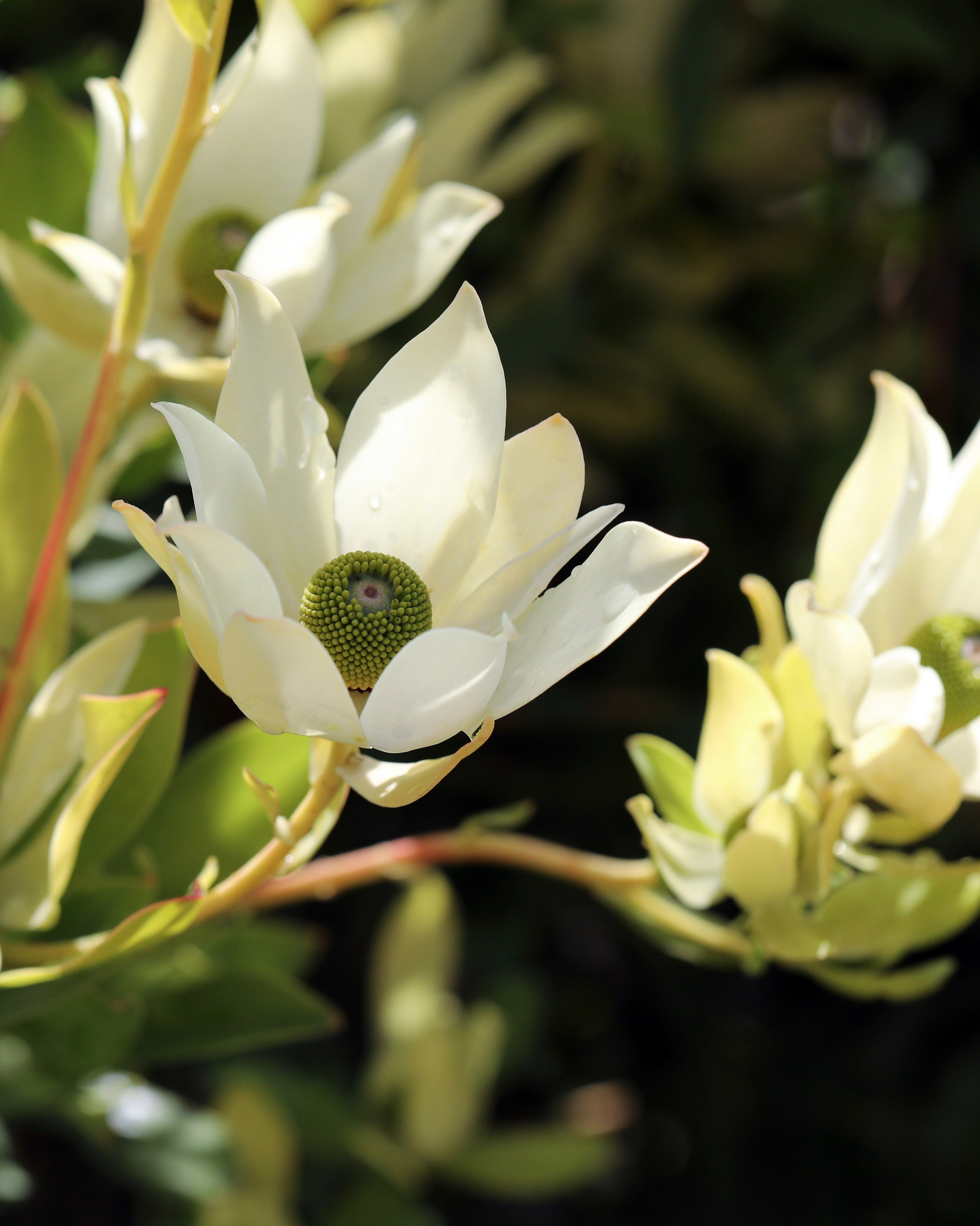 Leucadendron Lime Magic, Proteaflora Plants