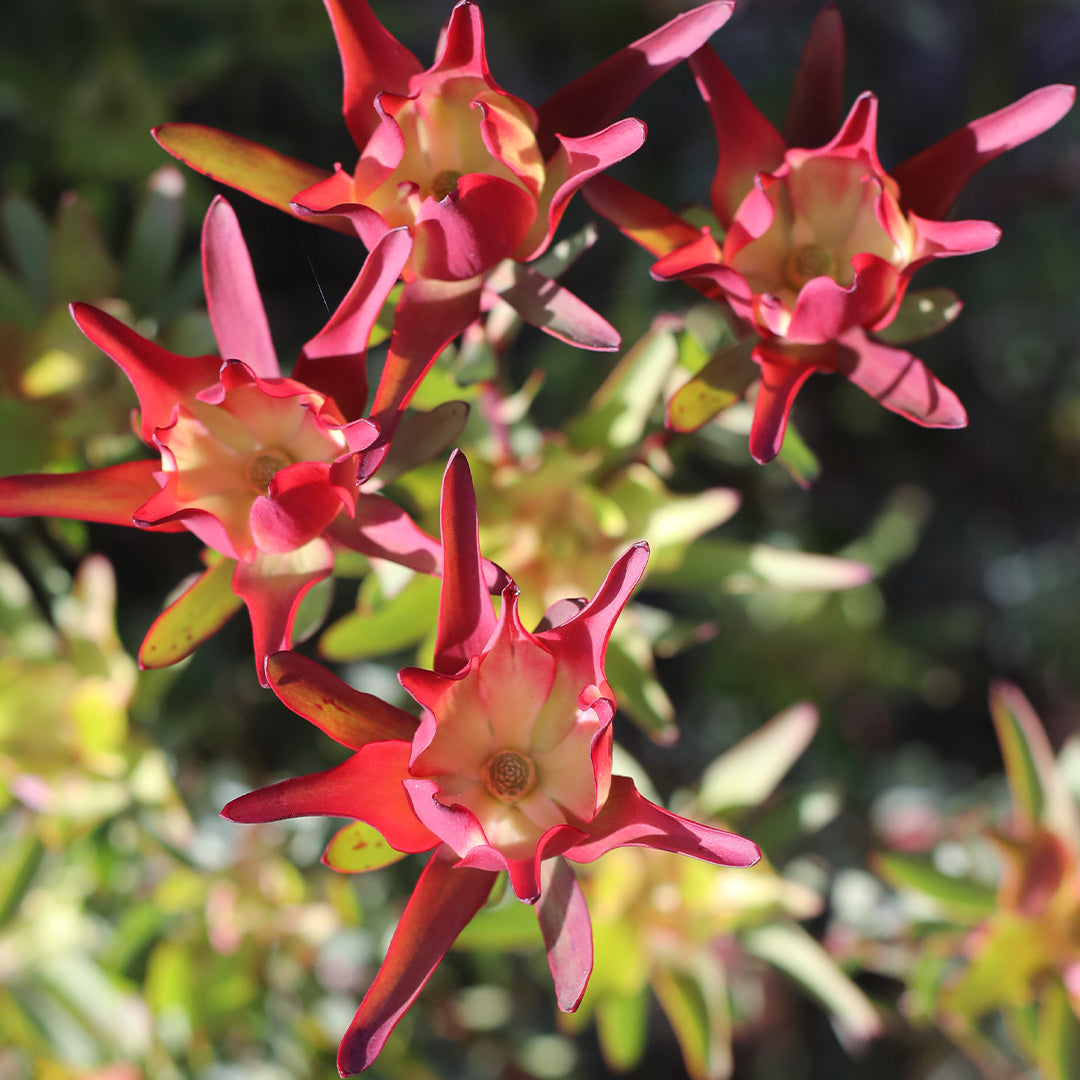 Leucadendron Range