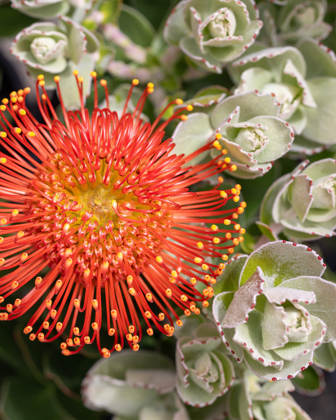 Leucospermum Range