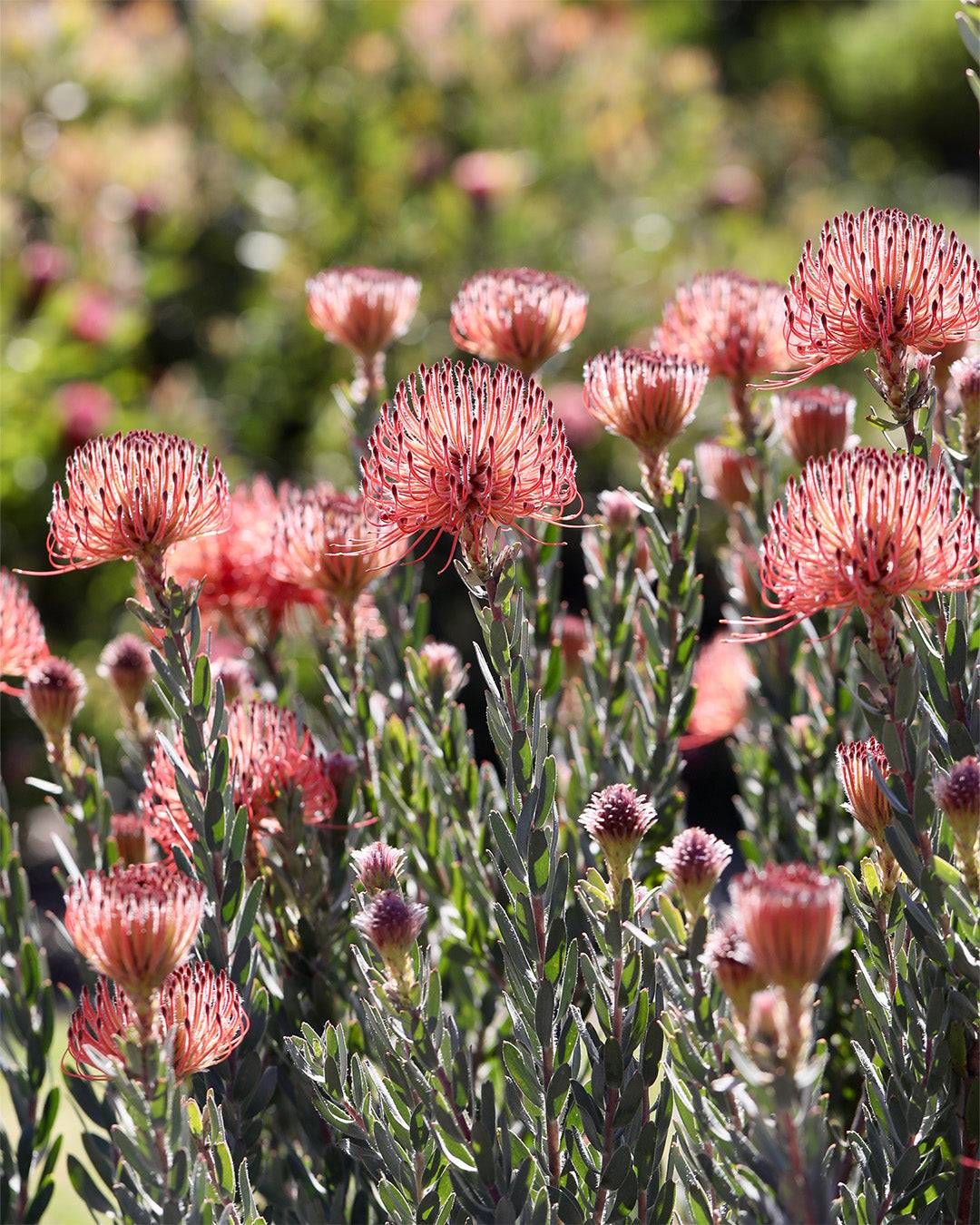 Leucospermum Plants