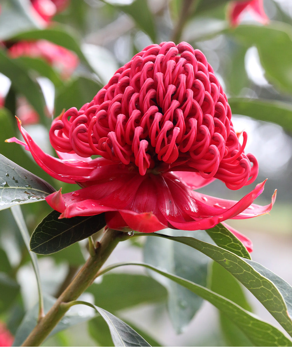 Waratah