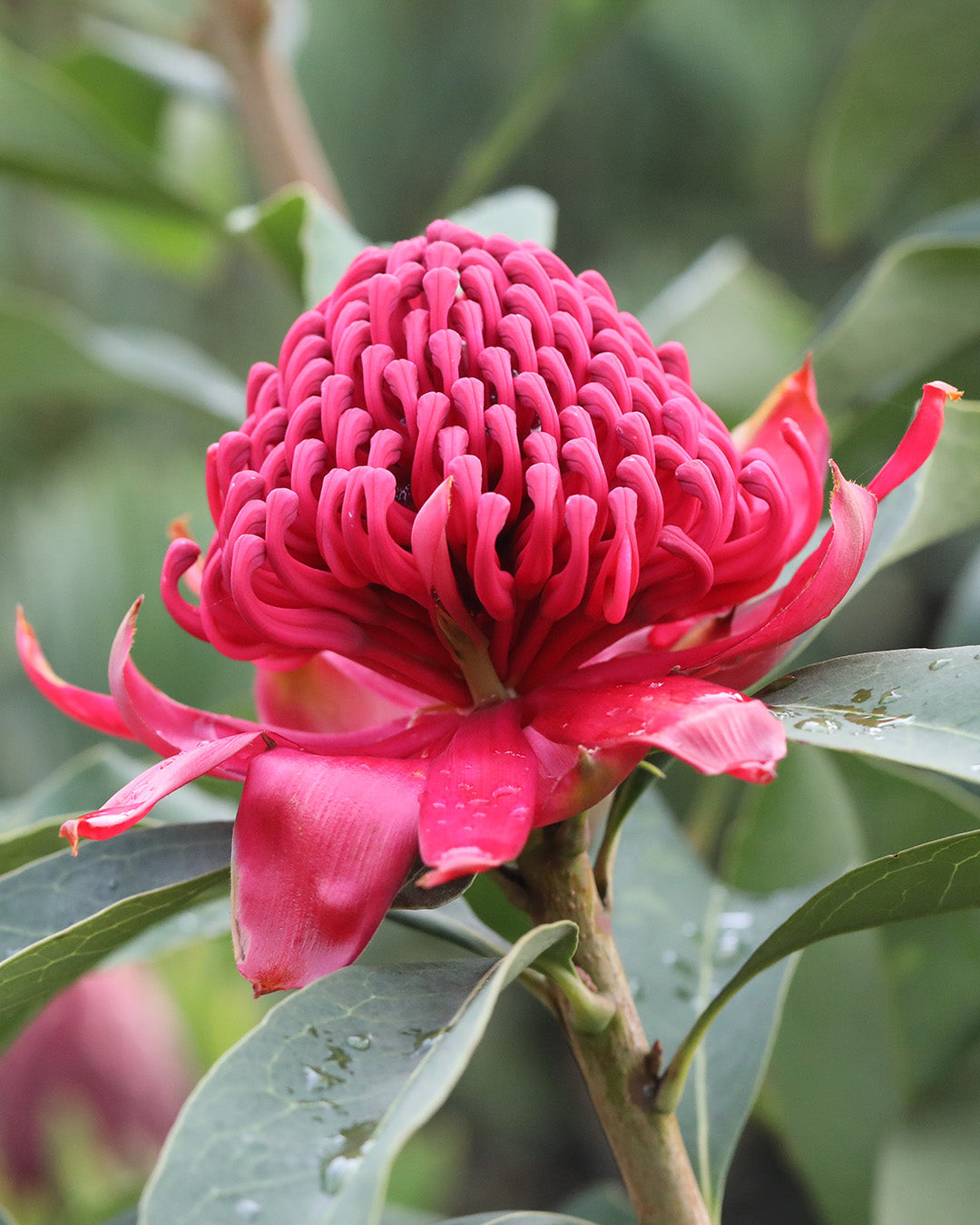 Waratah Plants Online