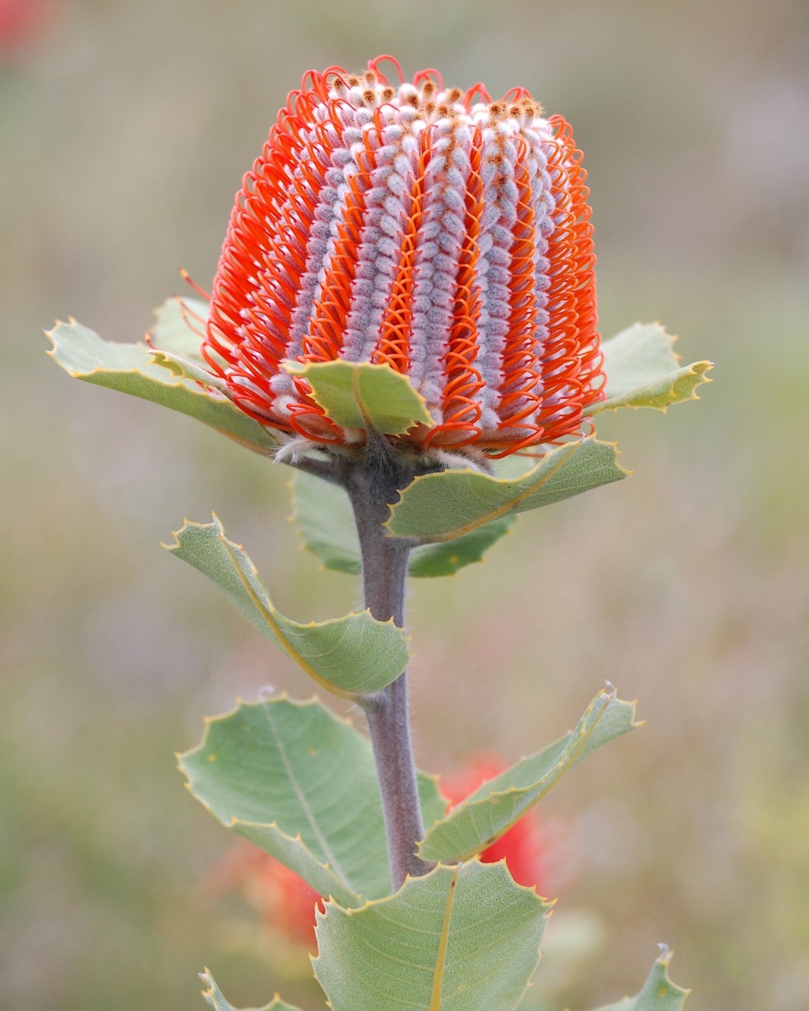Banksia