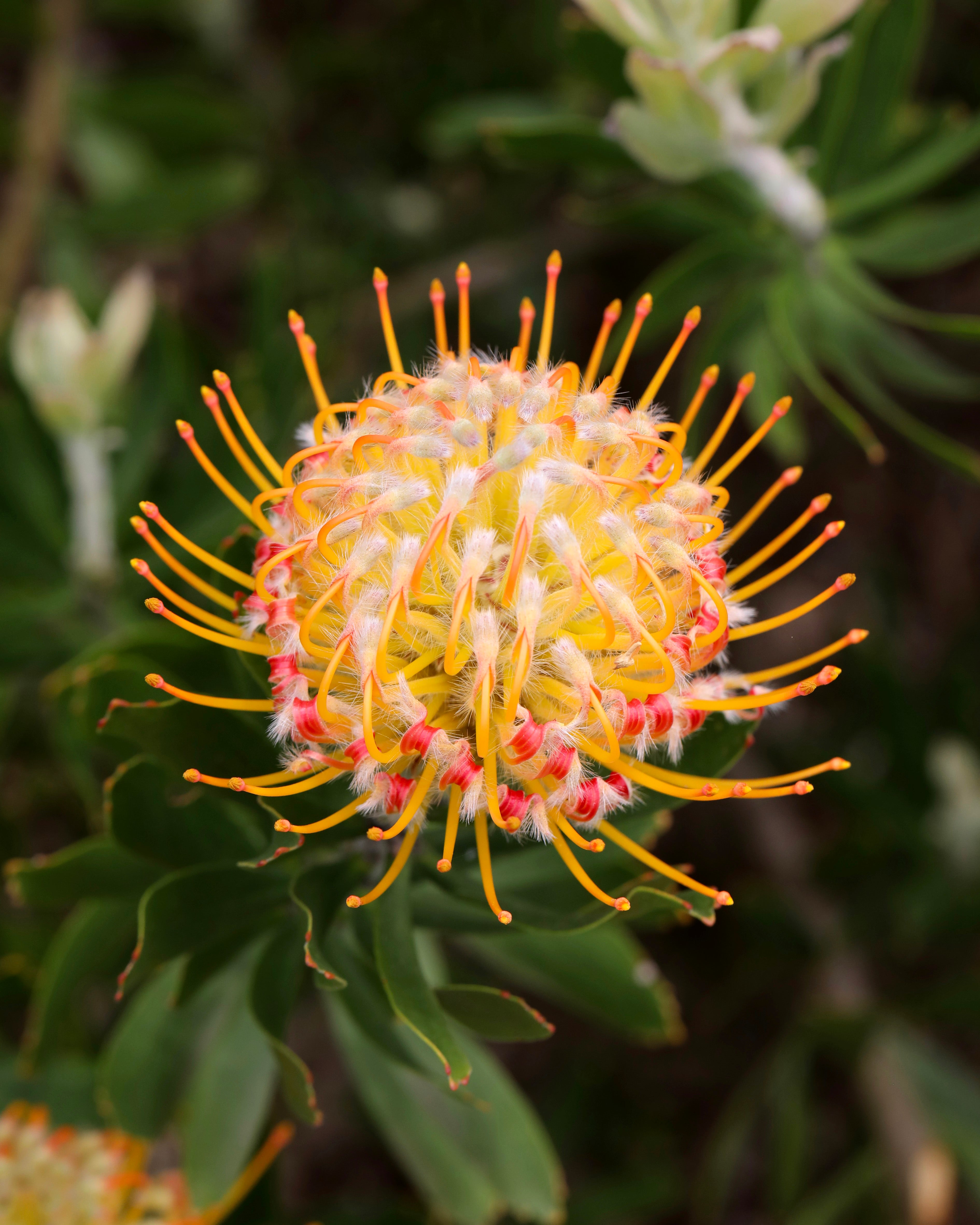Leucospermum Carnival® Orange