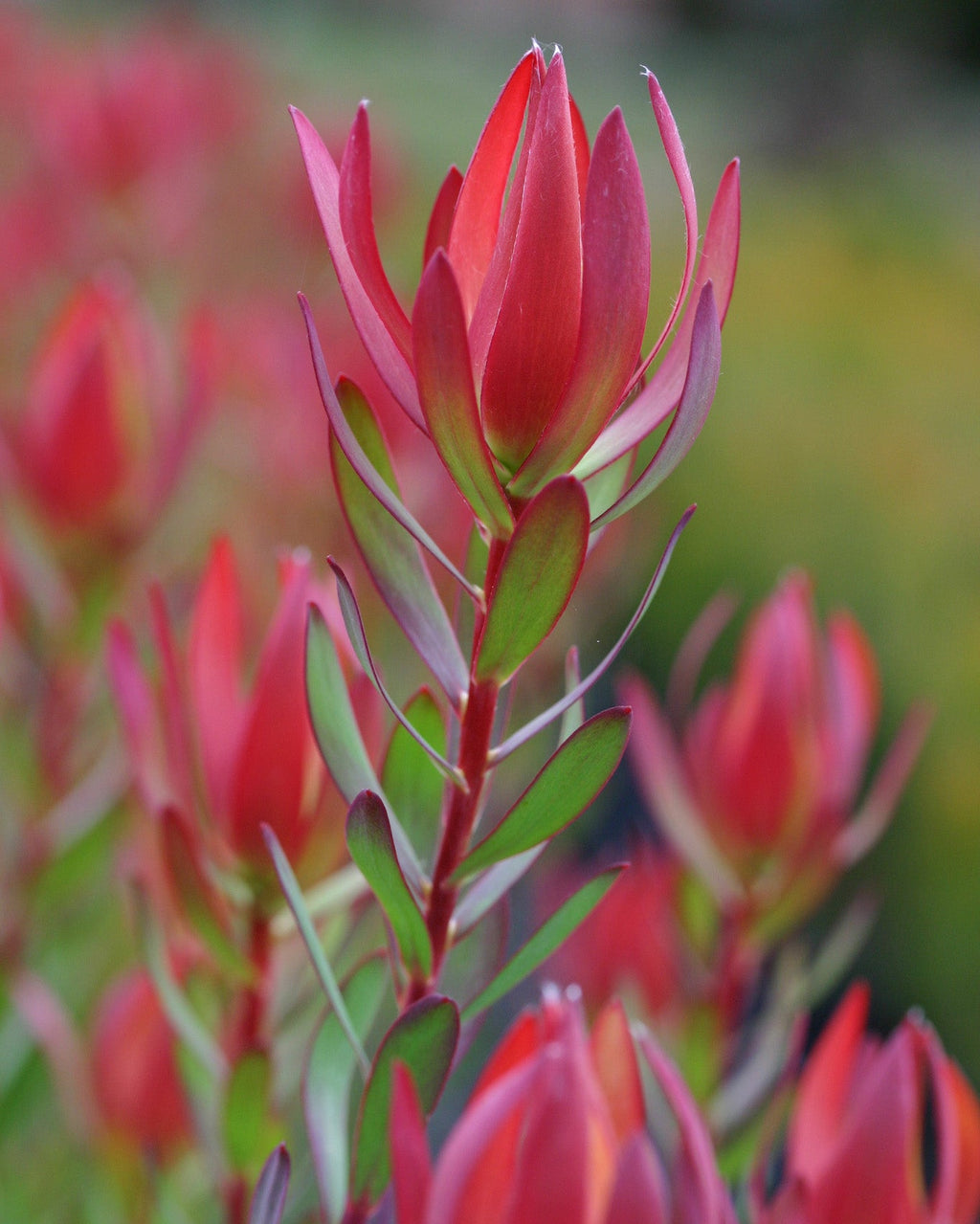 Leucadendron Amy