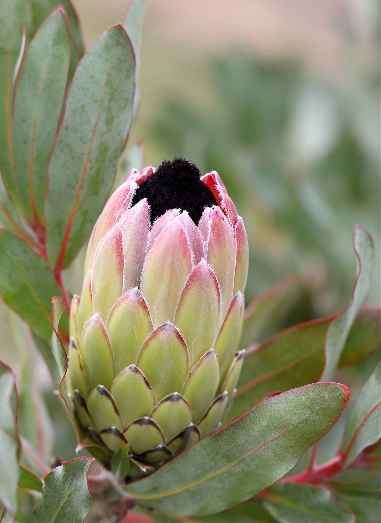 Protea Australis Passion