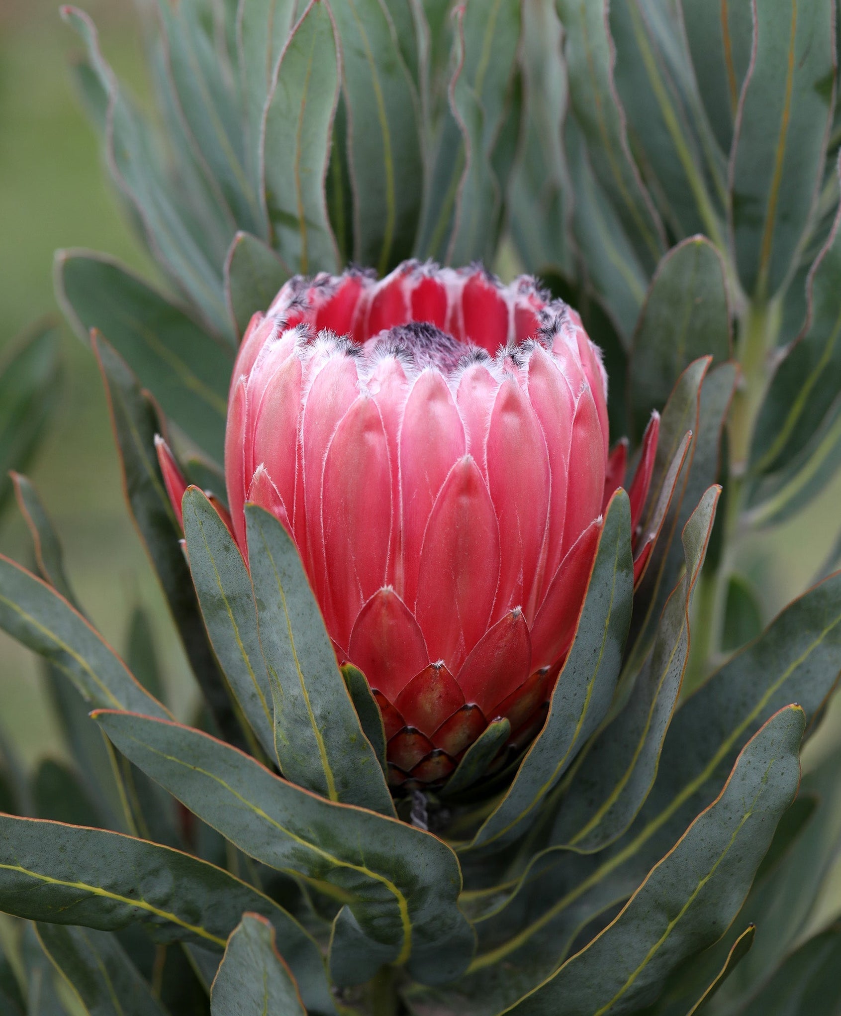 Protea Australis Pink