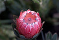 Protea Australis Pink