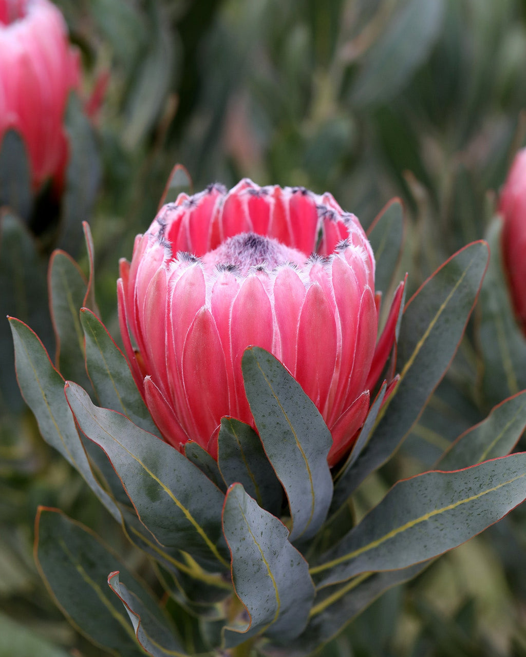 Protea Australis Pink