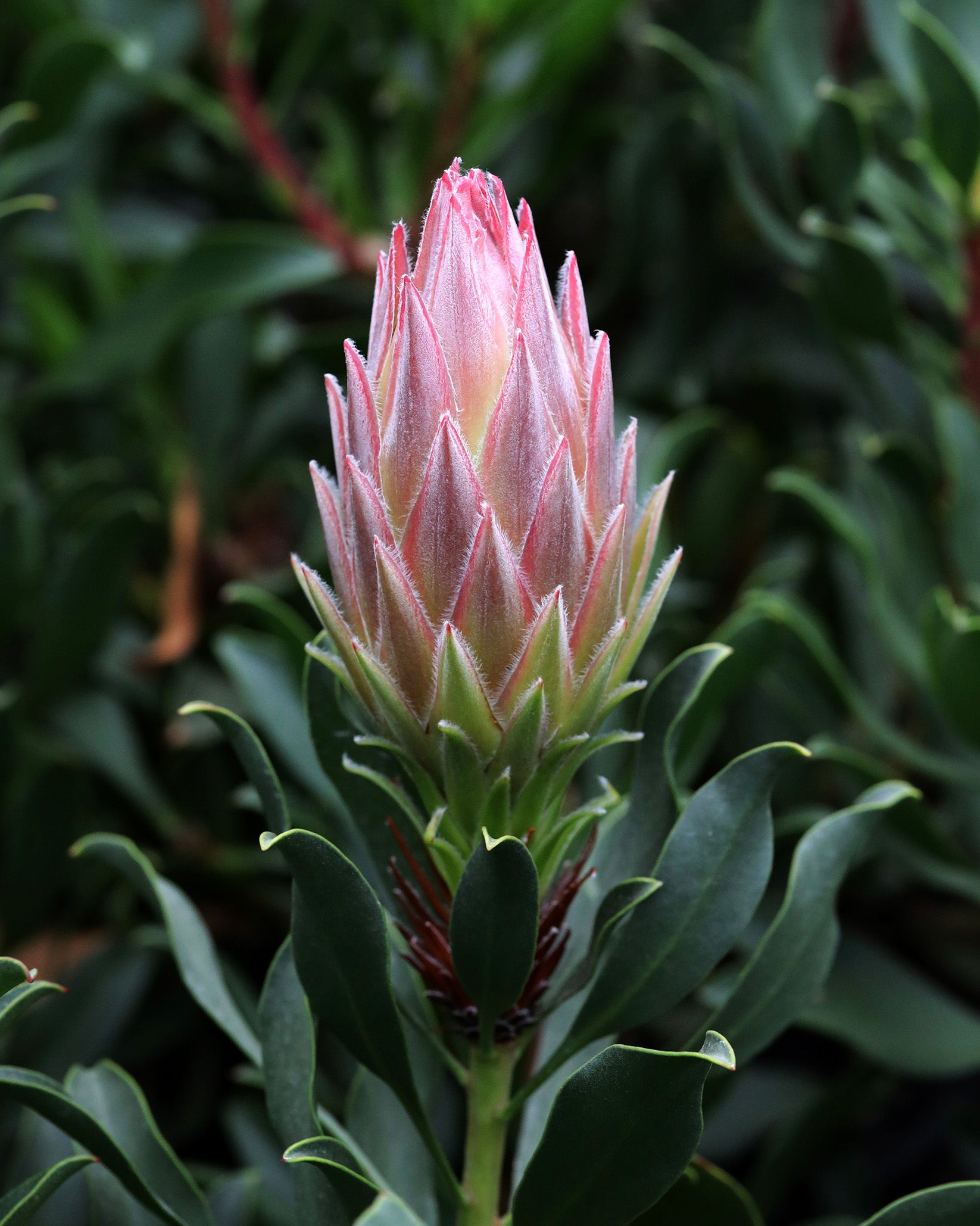 Protea Plants - Native Protea Plants Online Australia - Shop Now
