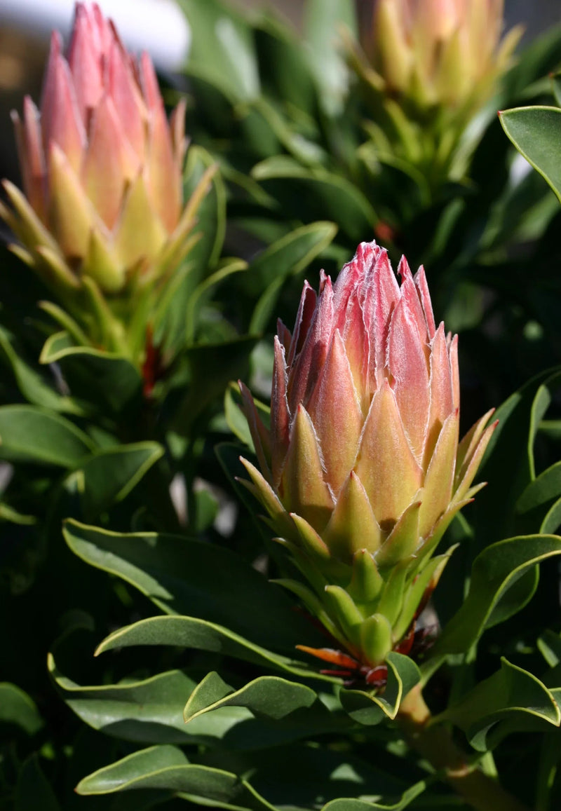 Protea Autumn Prince