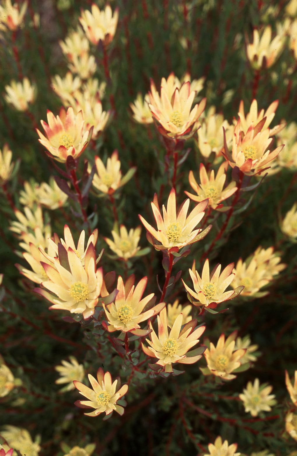 Leucadendron Baby Bouquet