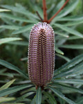 Banksia Hinchinbrook