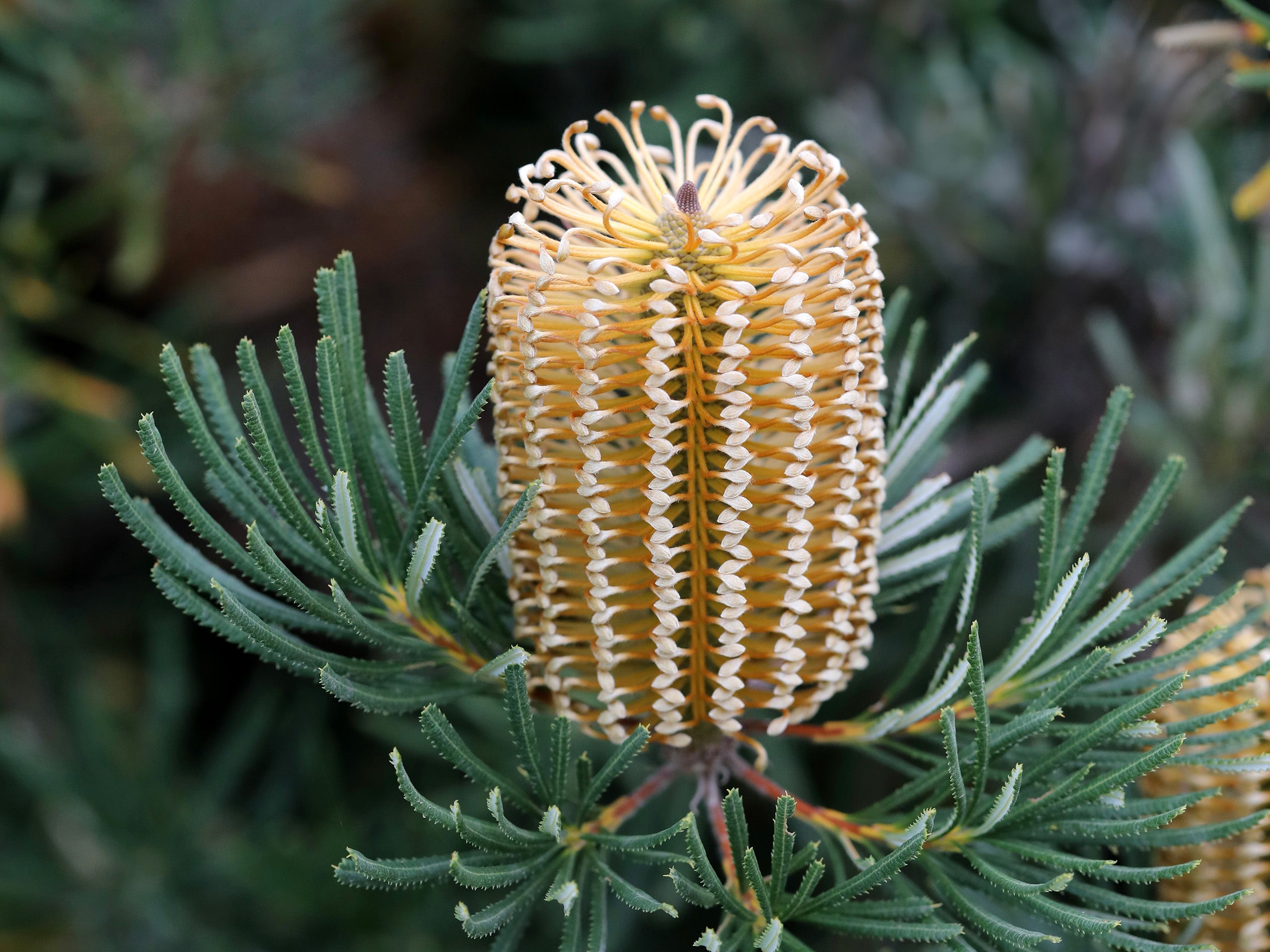 Banksia Honeypots