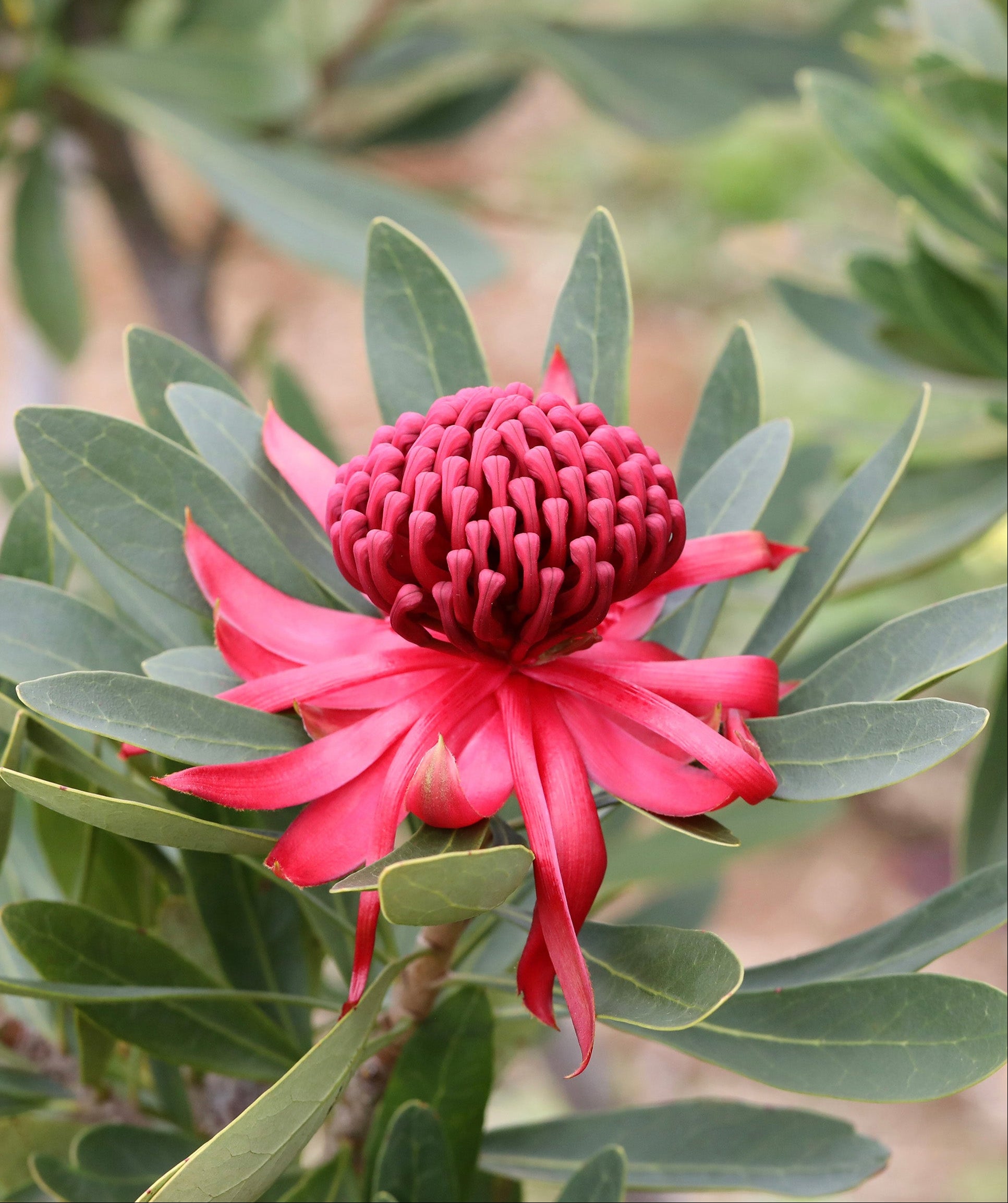 Telopea Braidwood Brilliant