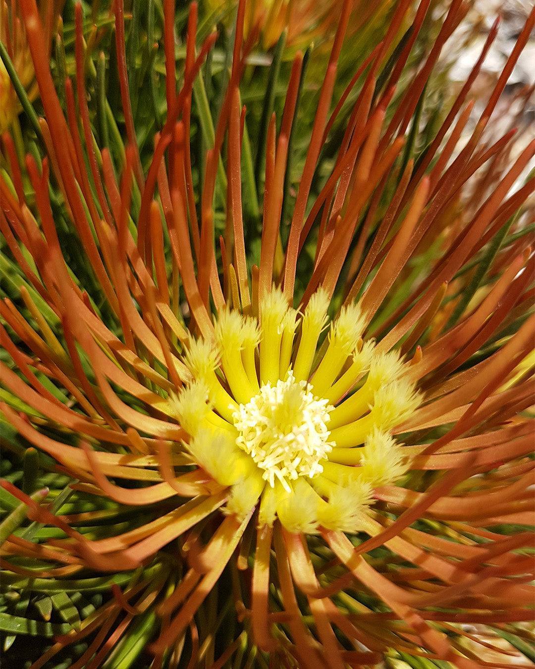 Aulax cancellata ‘Bronze Haze’