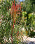 Aulax cancellata ‘Bronze Haze’