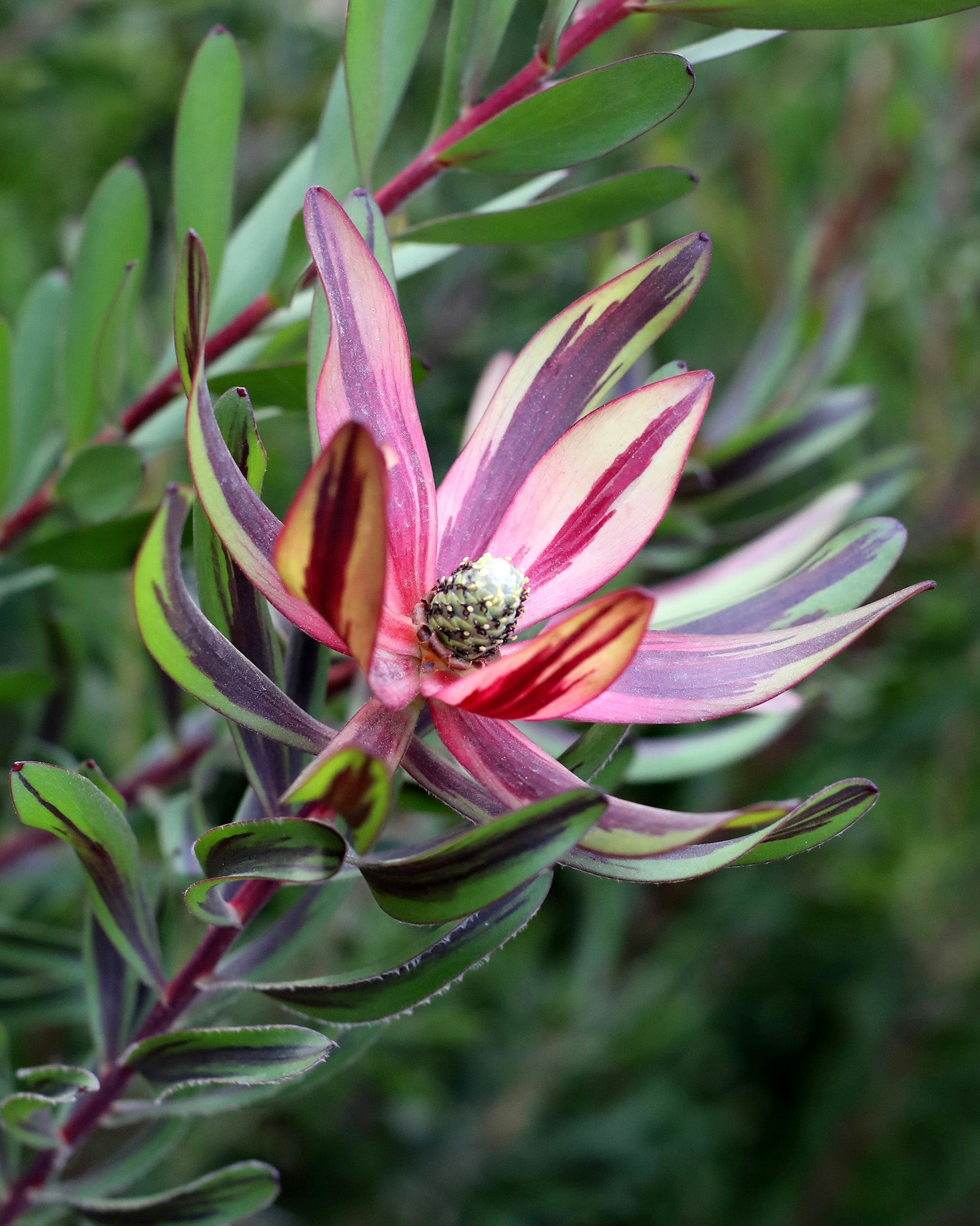 Leucadendron Burgundy Blaze