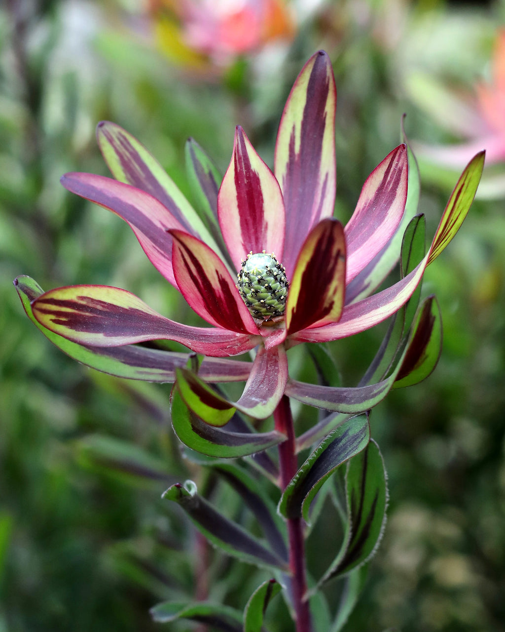 Leucadendron Burgundy Blaze