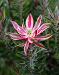 Leucadendron Burgundy Blaze