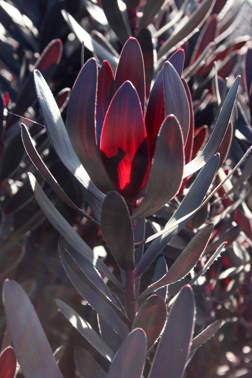 Leucadendron Burgundy Sunset
