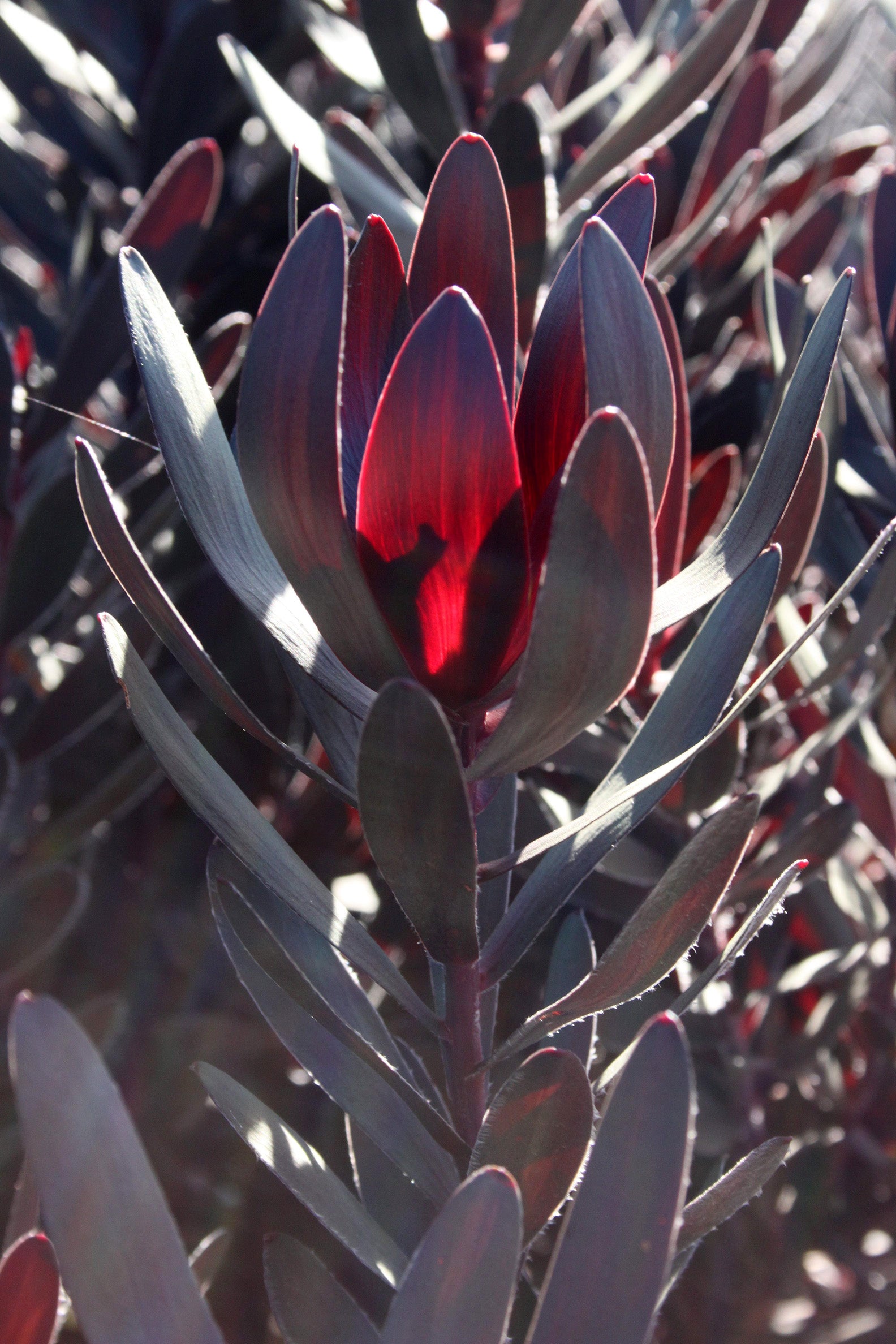 Leucadendron Burgundy Sunset