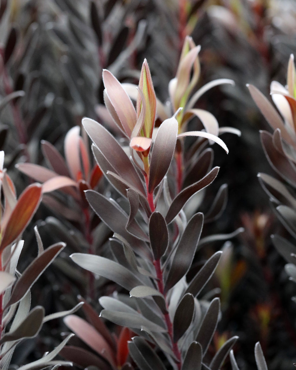 Leucadendron Burgundy Sunset