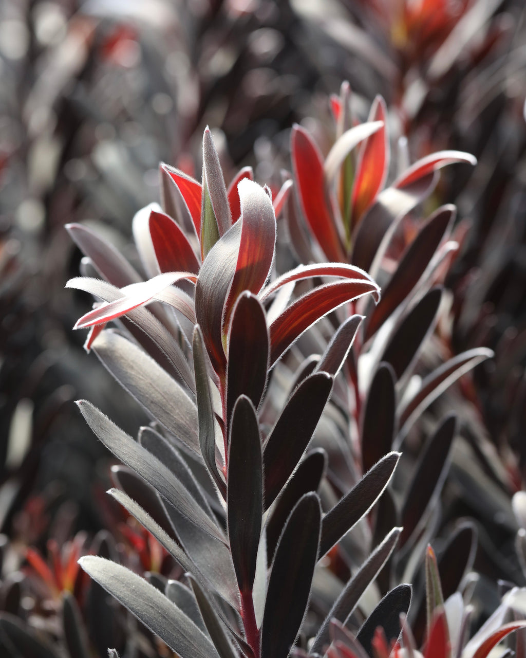 Leucadendron Burgundy Sunset