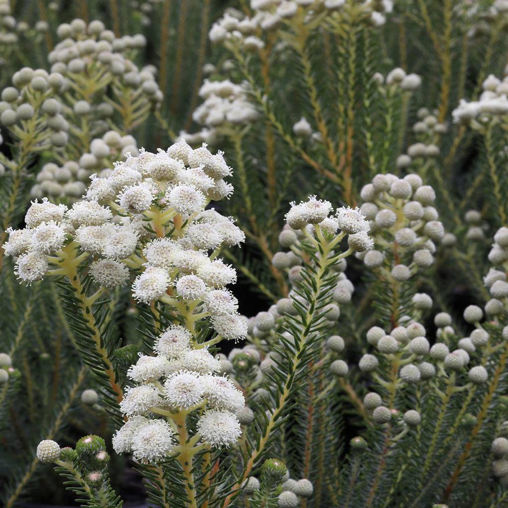 Berzelia Buttonbush Snow