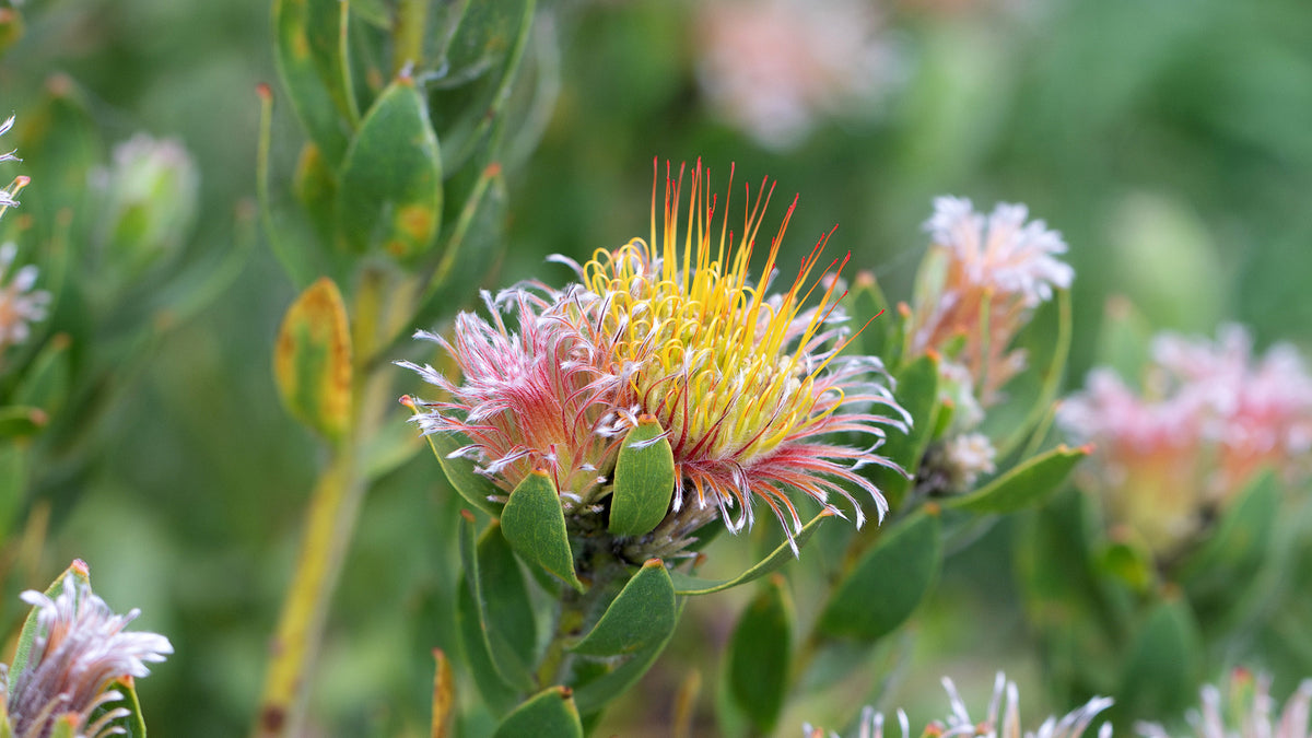 Leucospermum Calypso Pink | Pink Pincushion Protea Plant | Proteaflora