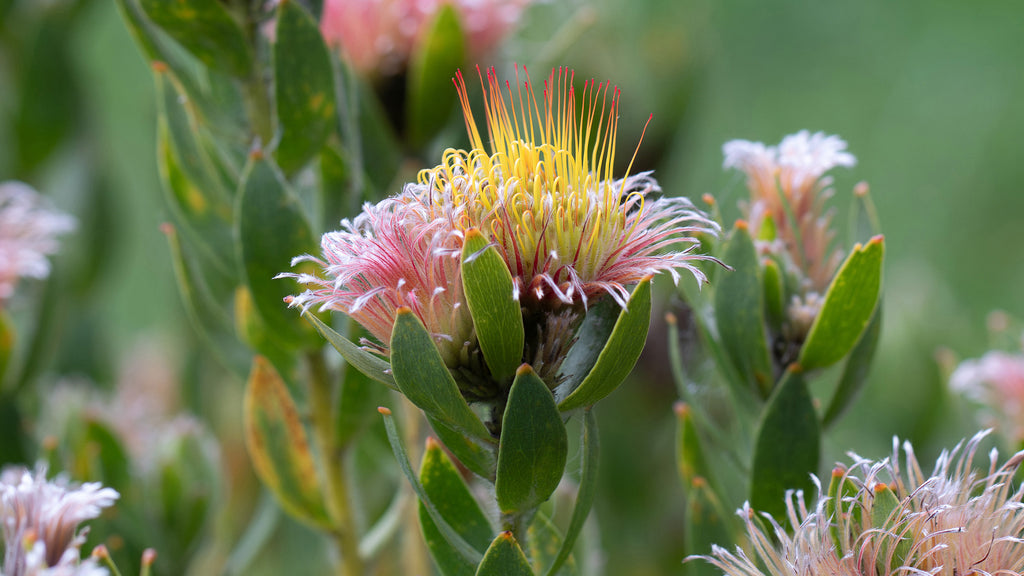 Leucospermum Calypso Pink