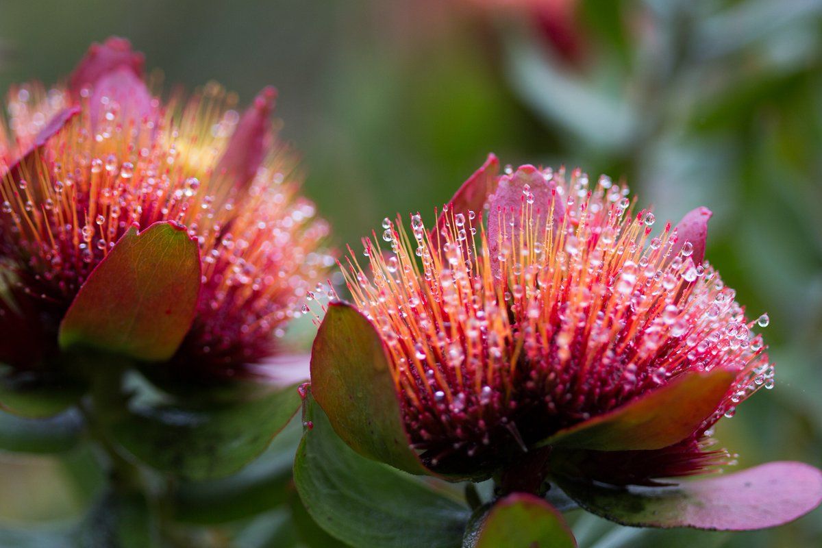 Leucospermum Calypso Red
