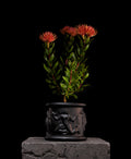 Leucospermum Carnival Red