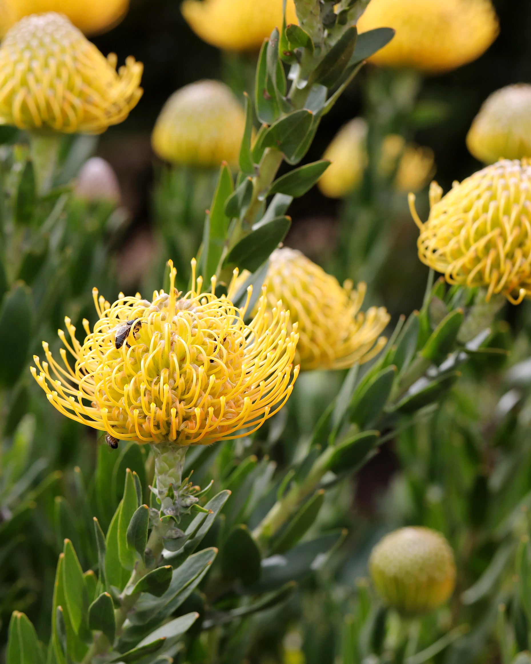 Leucospermum Carnival® Yellow