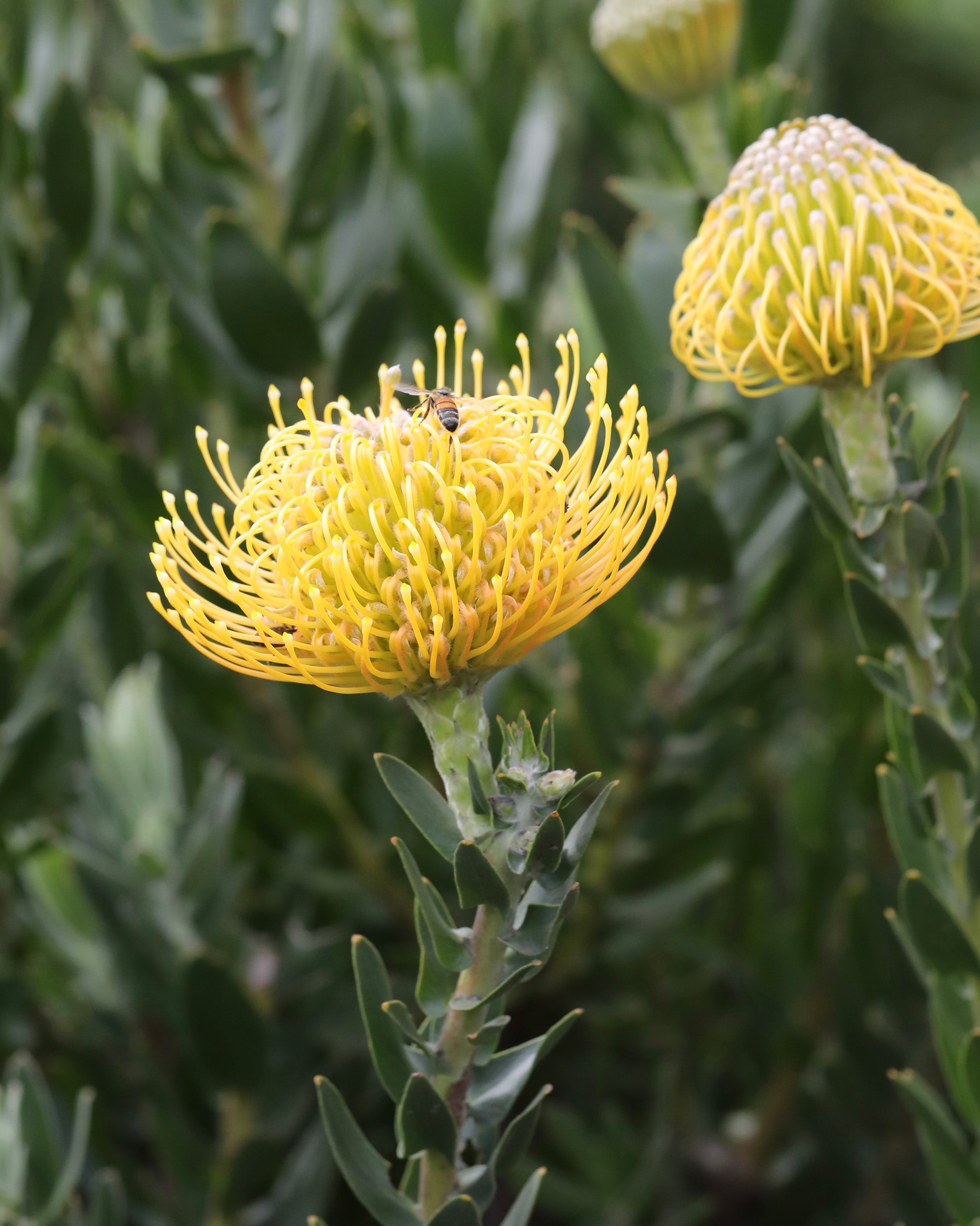 Leucospermum Carnival® Yellow
