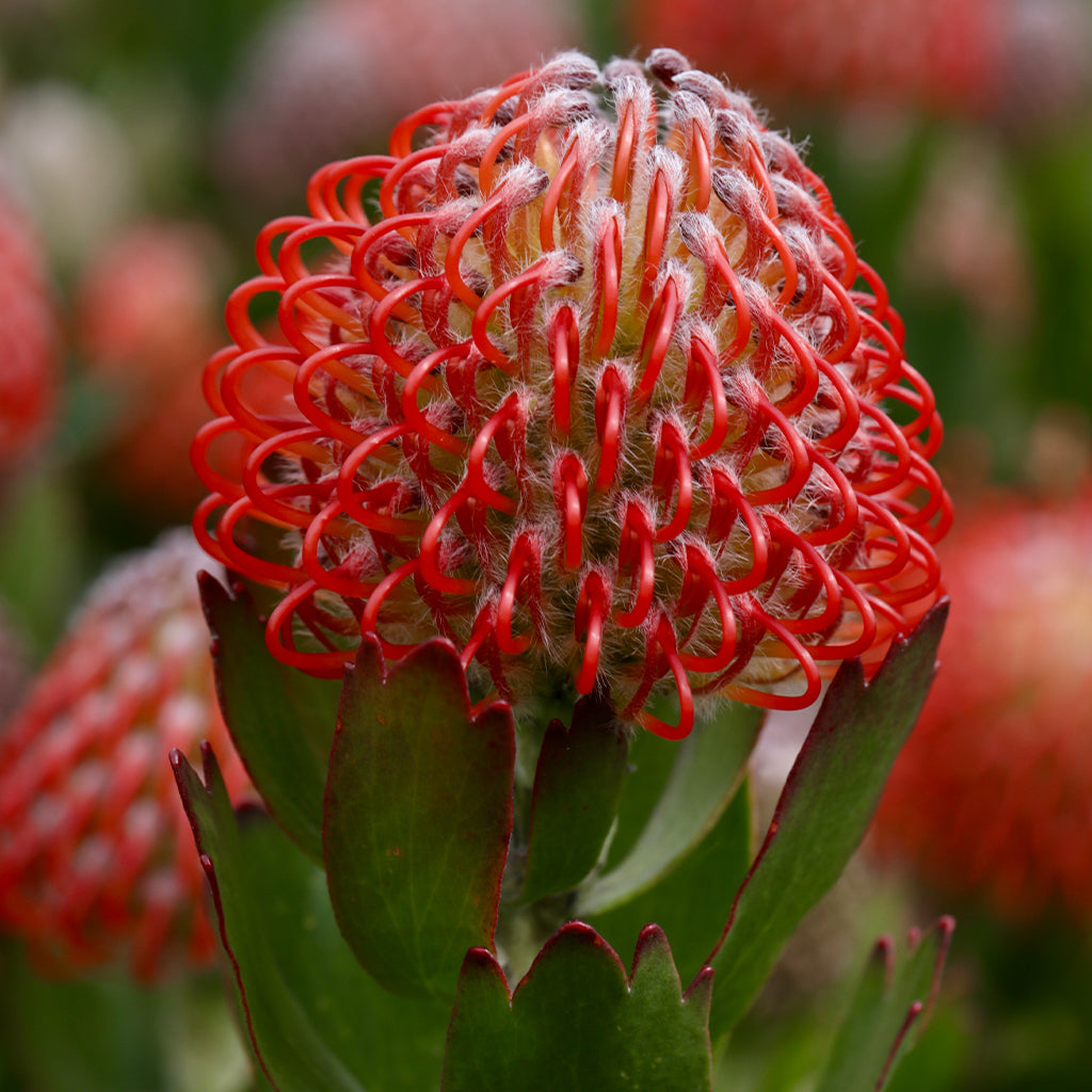 Leucospermum Carnival Crimson
