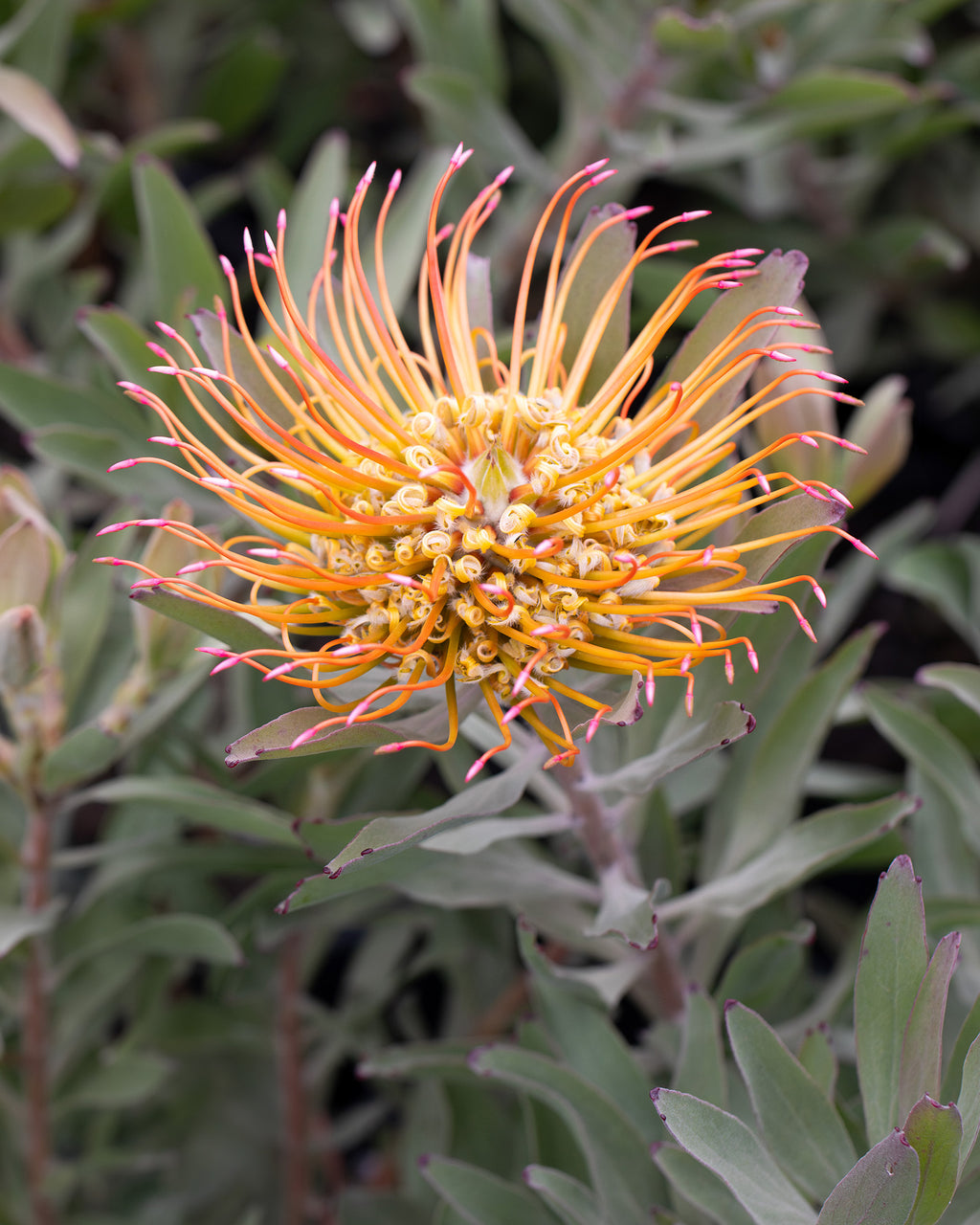 Leucospermum Catherinae