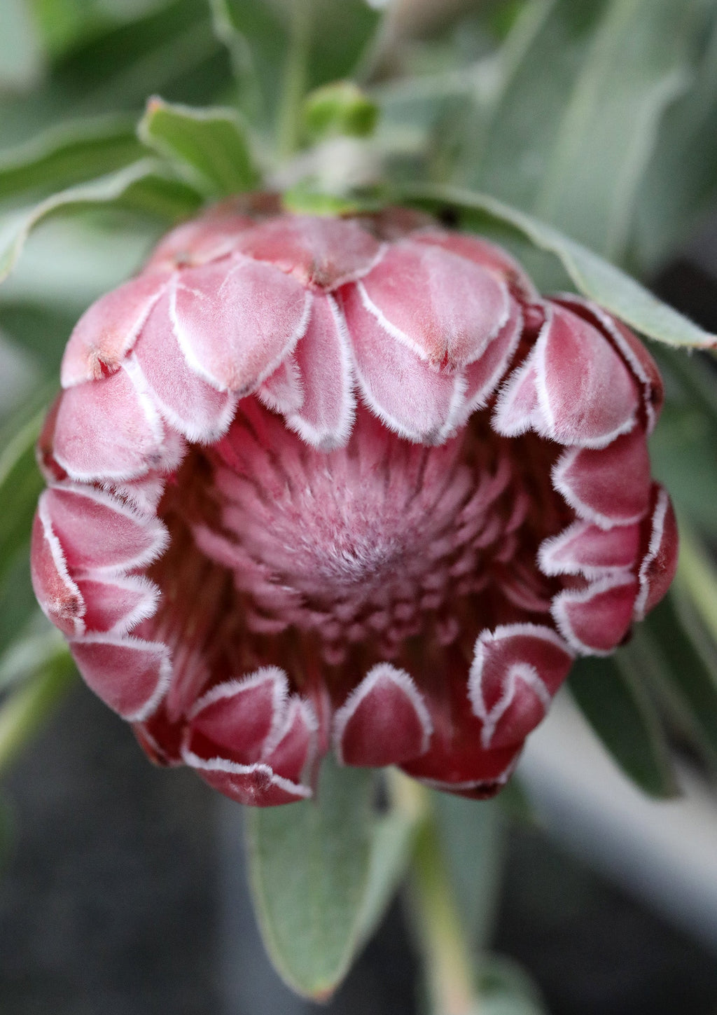 Protea Christine