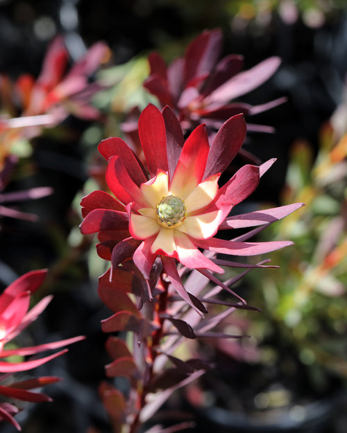 Leucadendron Devil’s Blush