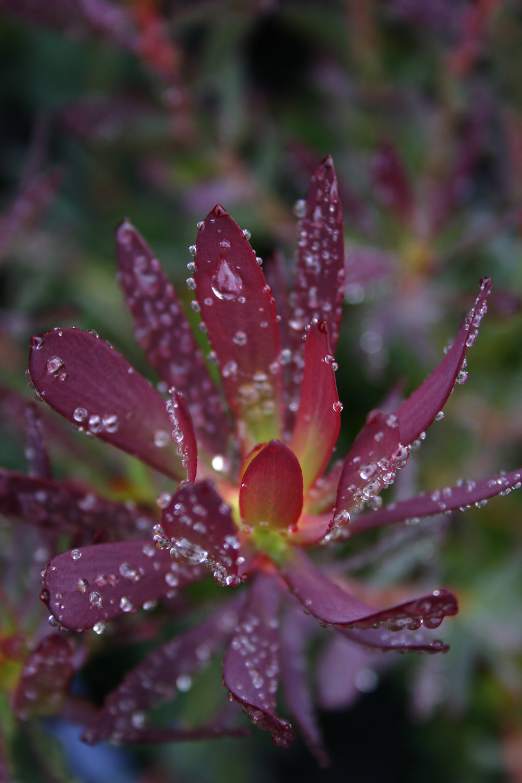 Devil’s Blush
