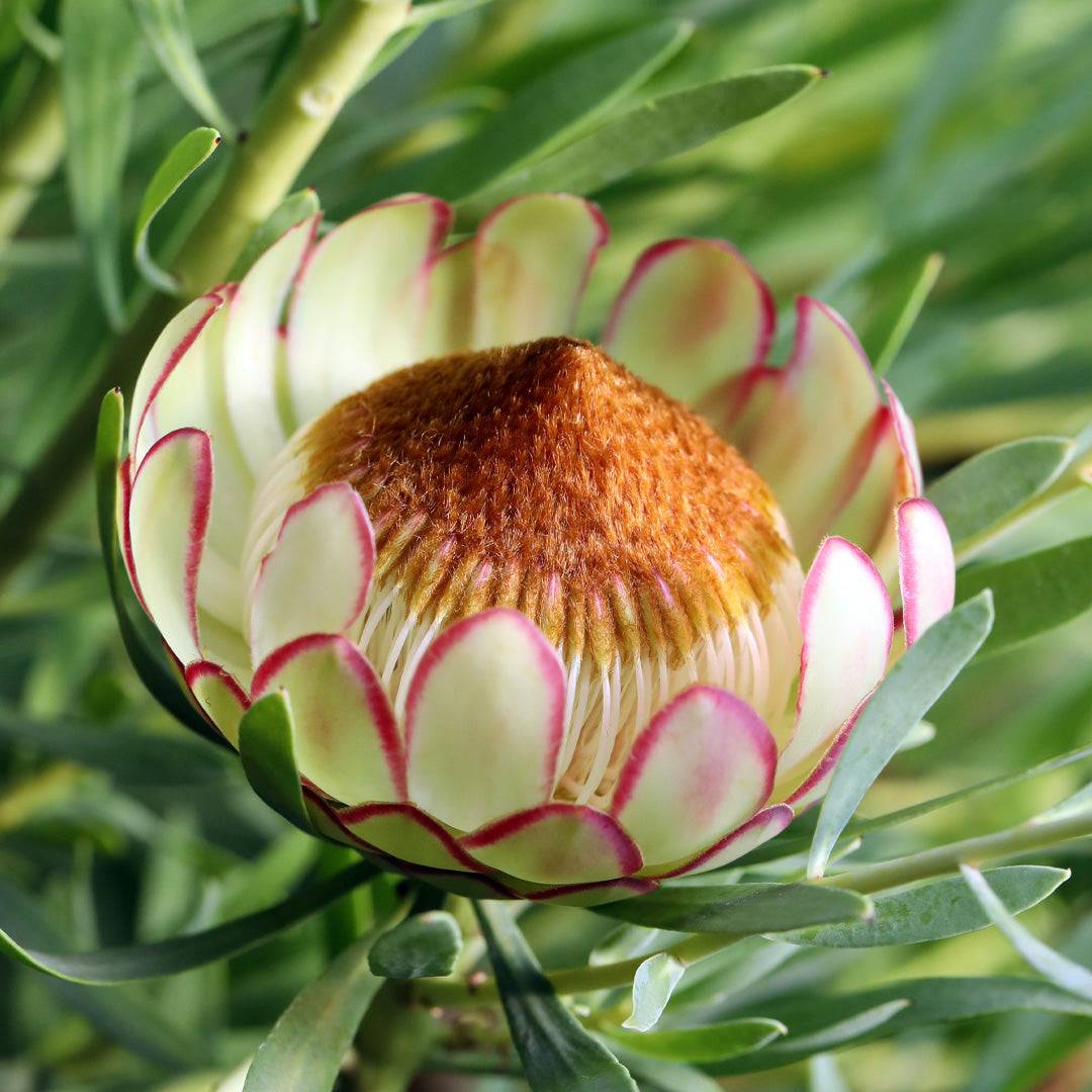 Protea Effusa