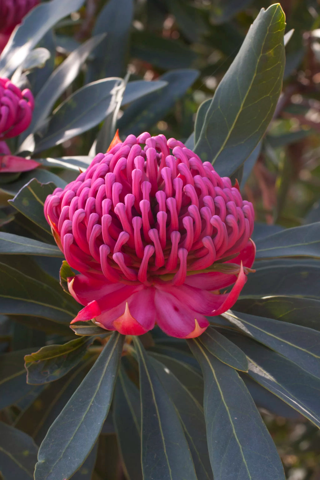 Telopea Enchanted Flame