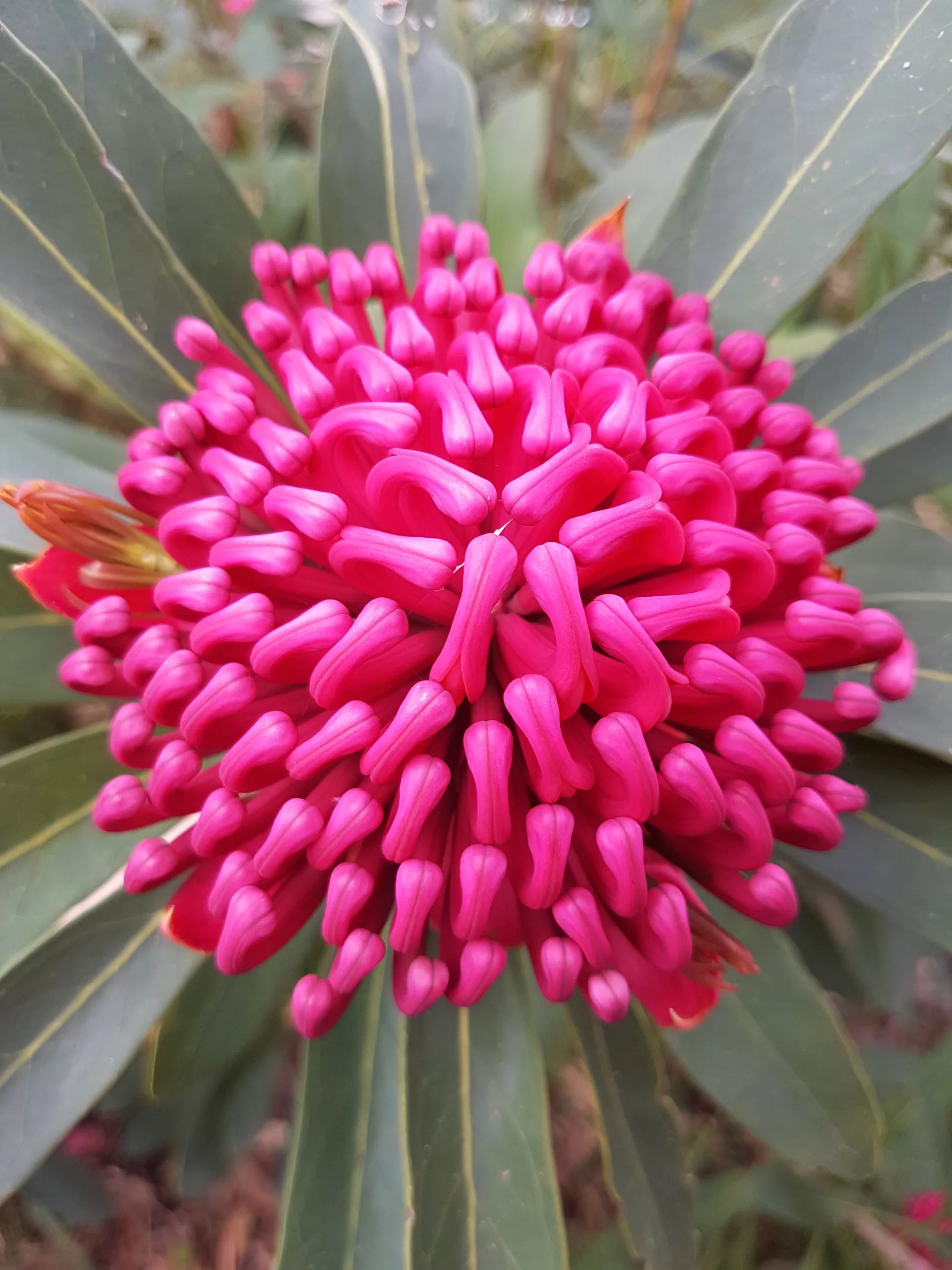 Telopea Enchanted Flame