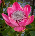 Enchanted® Pink