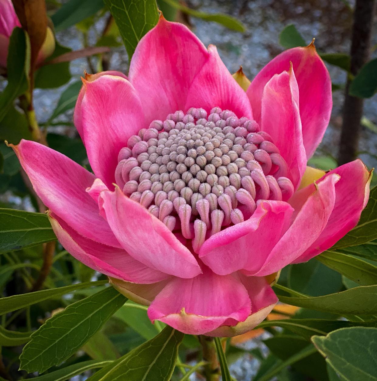 Enchanted® Pink