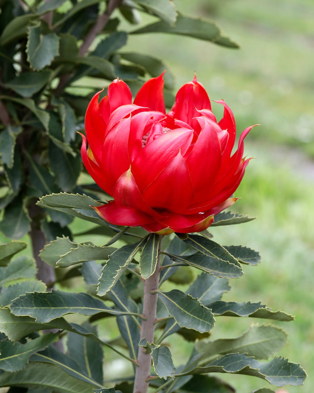 Telopea Enchanted Rose